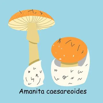 A flat vector of an edible mushroom isolated on a blue background. Illustrazione stock