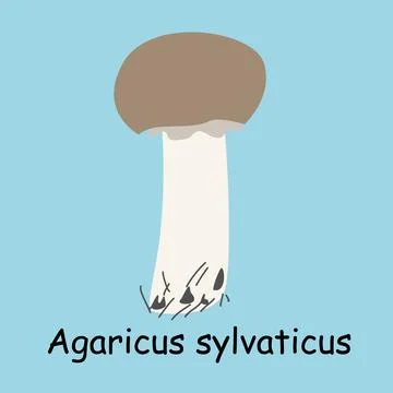 A flat vector of an edible mushroom isolated on a blue background. Stock Illustration