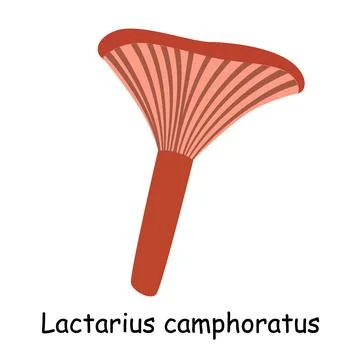A flat vector of an edible mushroom isolated on a white background. Stock Illustration