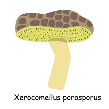 A flat vector of an edible mushroom isolated on a white background. Stock Illustration