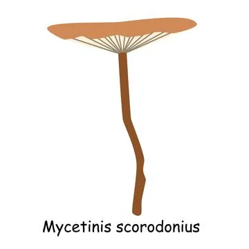A flat vector of an edible mushroom isolated on a white background. Illustrazione stock
