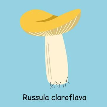 A flat vector of an edible mushroom isolated on a blue background. Stock Illustration