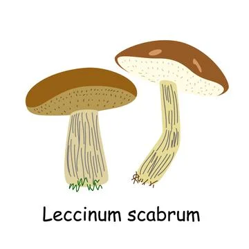 A flat vector of an edible mushroom isolated on a white background. Stock Illustration