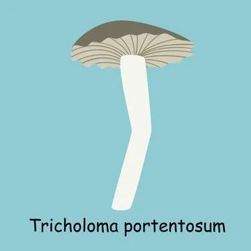 A flat vector of an edible mushroom isolated on a blue background. Stock Illustration