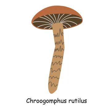 A flat vector of an edible mushroom isolated on a white background. Illustrazione stock