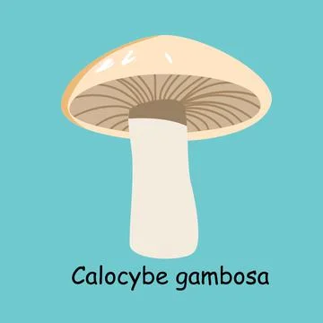 A flat vector of an edible mushroom isolated on a blue background. Stock Illustration
