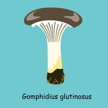 A flat vector of an edible mushroom isolated on a blue background. Stock Illustration