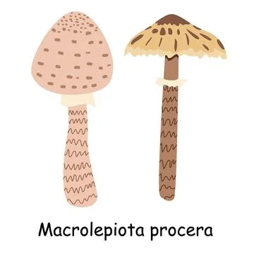 A flat vector of an edible mushroom isolated on a white background. Stock Illustration
