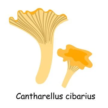 A flat vector of an edible mushroom isolated on a white background. Stock Illustration