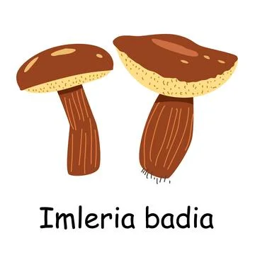 A flat vector of an edible mushroom isolated on a white background. Stock Illustration