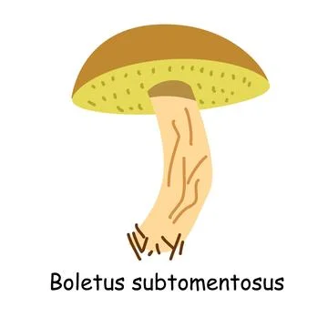 A flat vector of an edible mushroom isolated on a white background. Stock Illustration