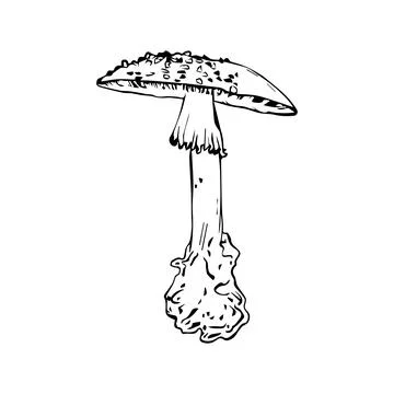 Flat vector hand drawn black and white cartoon Fly agaric mushroom outline il Stock Illustration