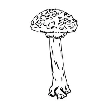 Flat vector hand drawn black and white cartoon Fly agaric mushroom outline il Stock Illustration