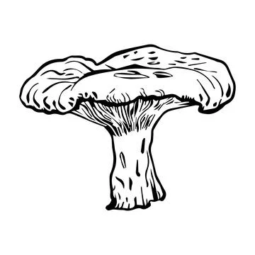 Flat vector hand drawn black and white cartoon Fly agaric mushroom outline .. Stock Illustration
