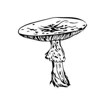 Flat vector hand drawn black and white cartoon Fly agaric mushroom outline .. Stock Illustration