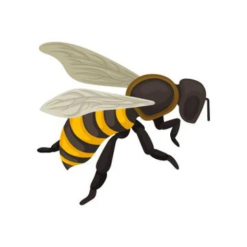 Flat vector icon of bee. Flying insect with striped black-and-yellow body Stock Illustration