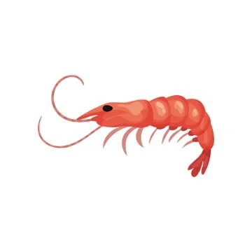 Flat vector icon of big fresh shrimp. Prawn with red shell. Seafood theme Stock Illustration