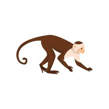 Flat vector icon of brown capuchin, side view. Small monkey with long tail. Wild Stock Illustration