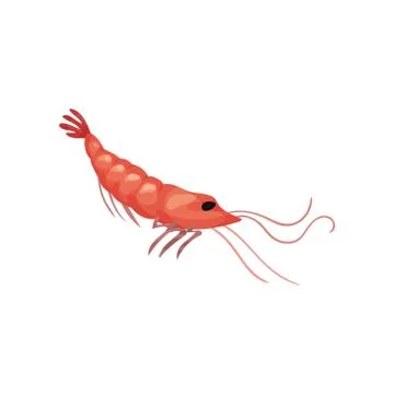 Flat vector icon of fresh shrimp. Prawn with pink shell and long claws. Gourmet Stock Illustration