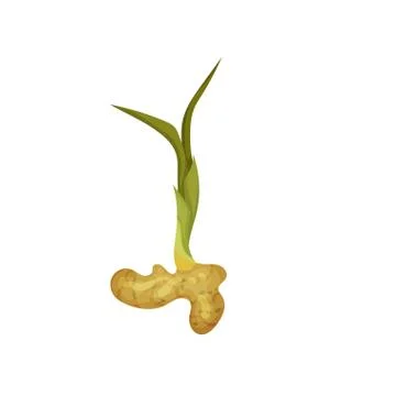 Flat vector icon of ginger root with green leaves. Organic product. Natural and Иллюстрация