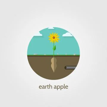 Flat vector icon for Jerusalem artichoke Illustrazione stock