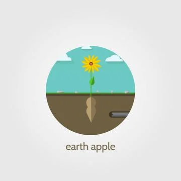 Flat vector icon for Jerusalem artichoke Jerusalem artichoke with yellow f... Stock Photos