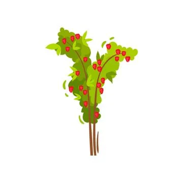 Flat vector icon of small green bush with fresh sweet raspberries. Shrub with Stock Illustration