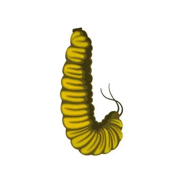 Flat vector icon of yellow caterpillar. Larva of butterfly. Insect with pair of Stock Illustration