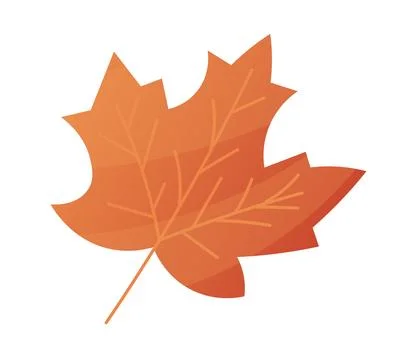 Flat vector illustration of autumn leaf with beautiful orange hues representi Stock Illustration