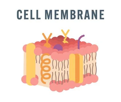 Flat Vector Illustration of Cell Membrane Structure Without Labels – Modern Mini Stock Illustration