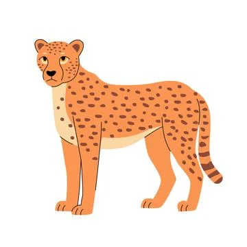 Flat vector illustration of a cheetah with an orange coat, dark spots, and a Stock Illustration
