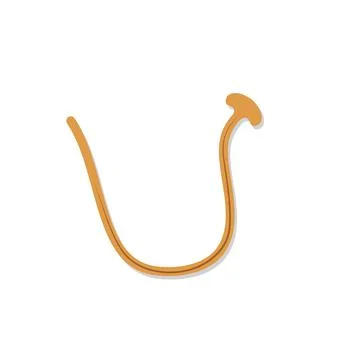 Flat Vector Illustration of a Curved Hammerhead Worm Isolated Ilustración de archivo