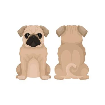 Flat vector illustration of funny pug puppy, front and back view. Small domestic Illustrazione stock