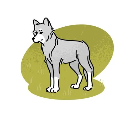 Flat vector illustration of a gray wolf Illustrazione stock