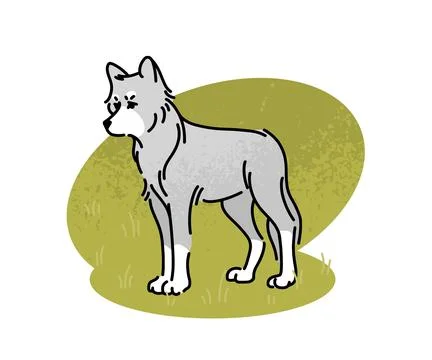 Flat vector illustration of a gray wolf. A large wild animal, an inhabitant.. Stock Illustration