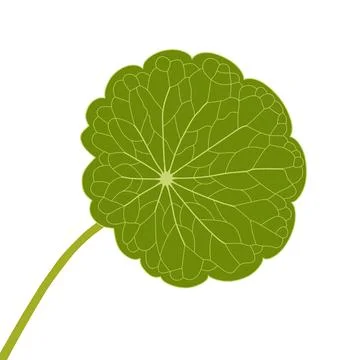 Flat Vector Illustration of a Green Centella Asiatica Leaf Illustrazione stock