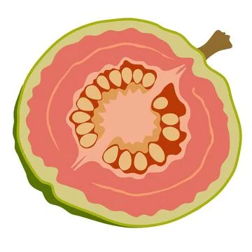 Flat Vector Illustration of a Guava Slice Illustrazione stock