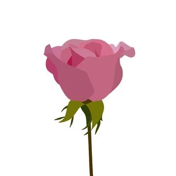 Flat Vector Illustration of a Pink Rose Bud Stock Illustration