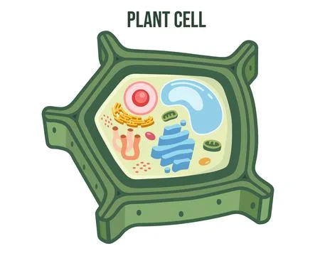 Flat Vector Illustration of Plant Cell Structure Without Labels – Minimalist Mod Stock Illustration