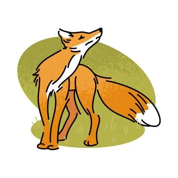 Flat vector illustration of a red fox. Wild forest animal isolated on white.. Stock Illustration