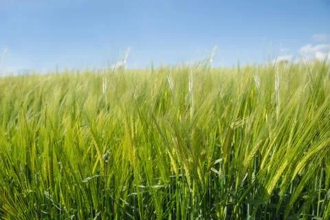 Flat vector illustration is showing green barley stalks with grain heads swaying Stock Photos