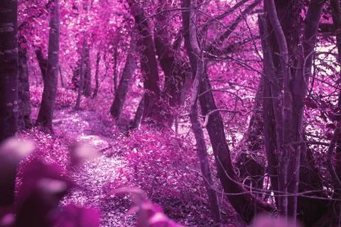 Flat vector illustration is showing winding forest path with pink-purple foliage 库存照片