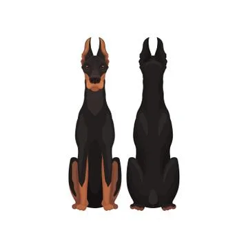 Flat vector illustration of sitting dobermann, front and back view. Large dog Stockillustratie