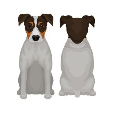 Flat vector illustration of sitting jack russell terrier, front and back view 库存插图