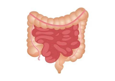 Flat vector illustration of small and large intestine. The human internal organ Stock Illustration