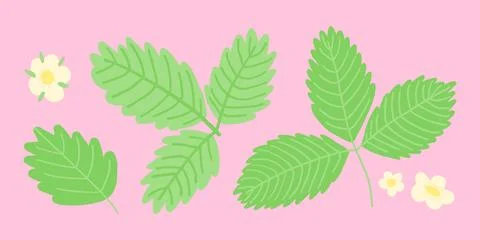 Flat vector illustration of strawberry leaves and flowers on a soft pink Illustrazione stock