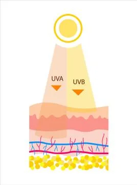 Flat Vector illustration of UVB and UVA radiation. Stock Illustration