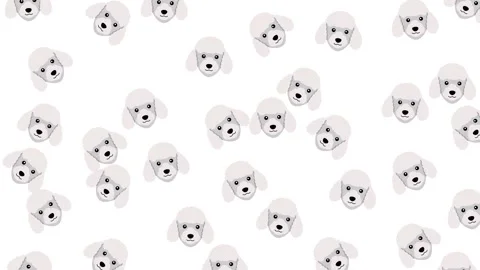 Flat Vector Illustration of White Poodle Dog Faces Scattered Pattern Background Stock Footage 345539264