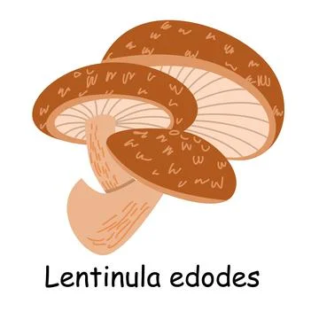Flat vector of Lentinula edodes mushroom isolated on white background. Stock Illustration
