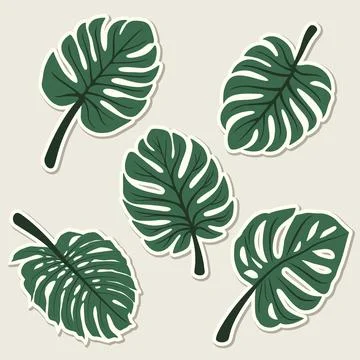 Flat Vector Monstera Leaf Icon, Foliage and Botanical Design Template Set Stock Illustration